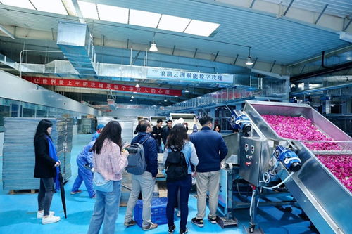 浪潮云洲 系牢數字黨建結,遍鋪平陰玫瑰香